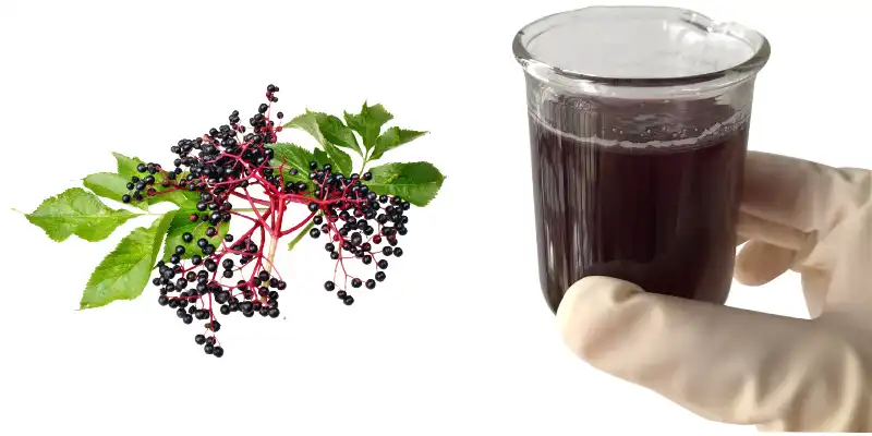 Elderberry Extract Powder Supplier.jpg